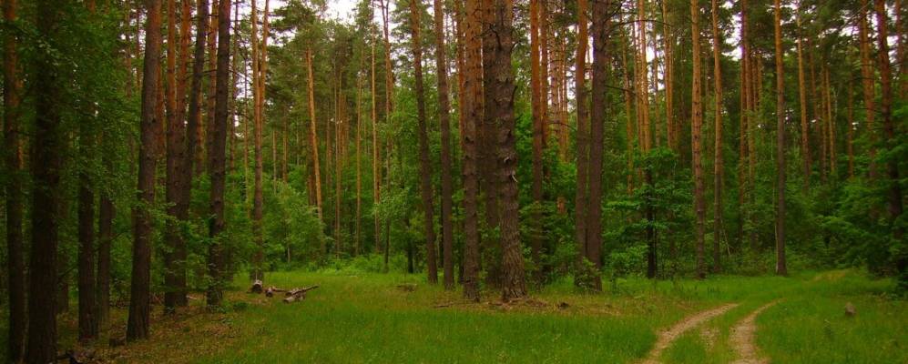 
            Фотография Тернового