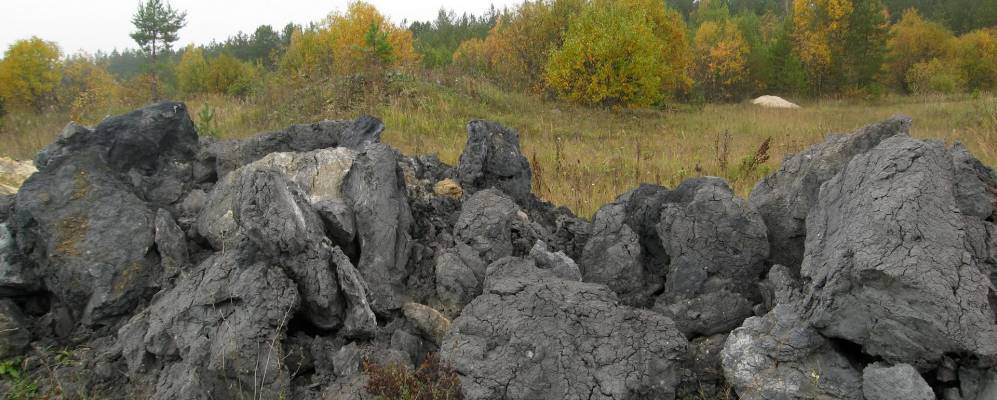 
            Фотография Алешни