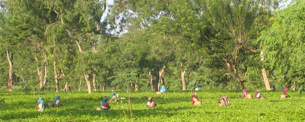 
            Фотография Рангапары