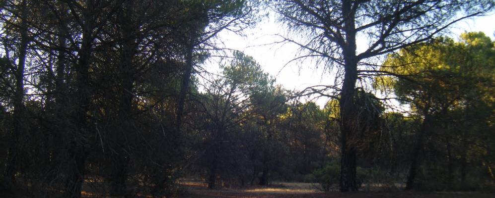 
            Фотография Касас-де-Фернандо-Алонсо