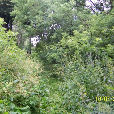 Гринёвочка