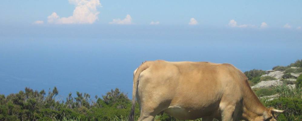 
            Фотография Сан-Мартино-ди-Лота