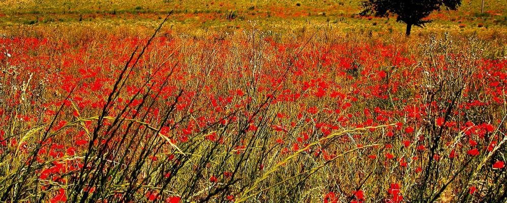 
            Фотография Гроттаццолины