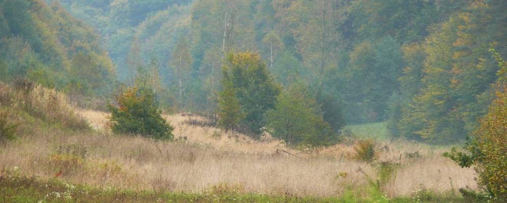 
            Фотография Чижичи