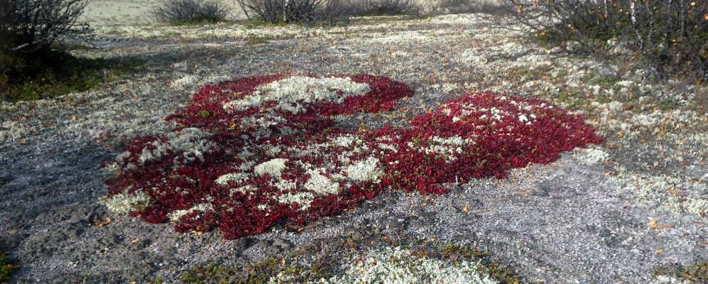 
            Фотография Моккета