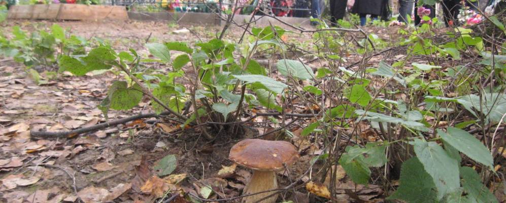 
            Фотография Гусево