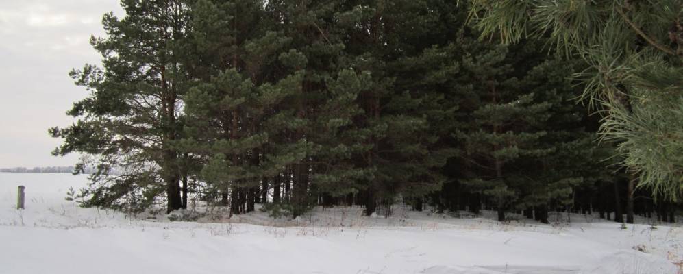 
            Фотография Илькино