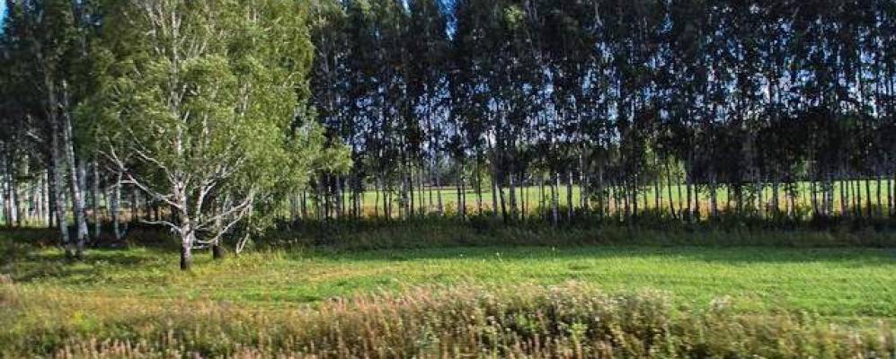 
            Фотография Ламенского