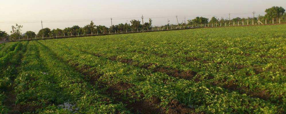 
            Фотография Амроли