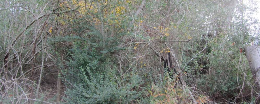 
            Фотография Уэстфилда