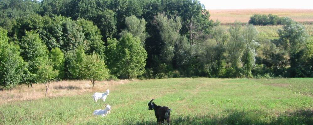 
            Фотография Барвинка