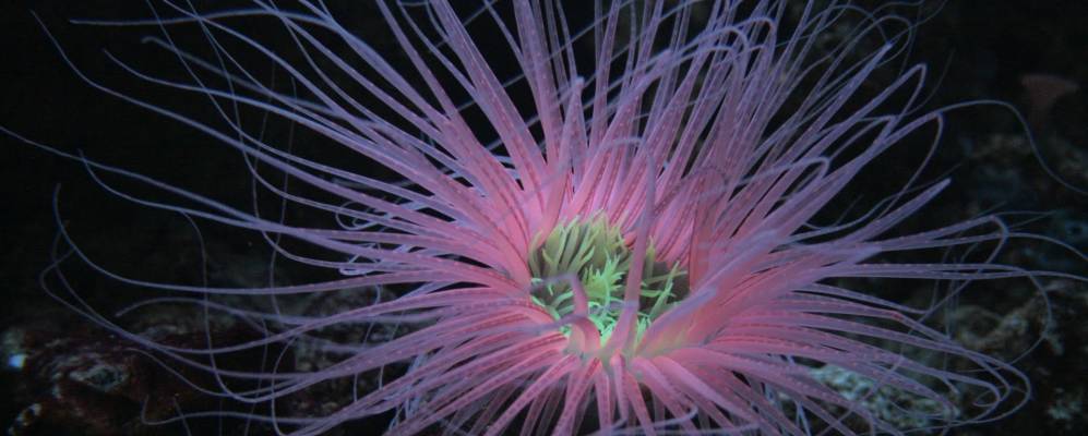 
            Фотография Врбника