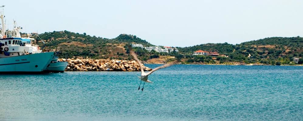 
            Фотография Амолиани