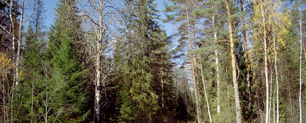 Фотография деревни Лисьи Ямы