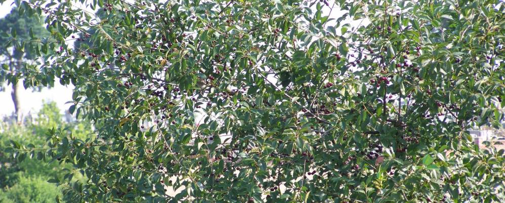 
            Фотография Сзелкова Стары