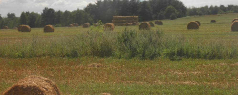 Фотография Черемшицов