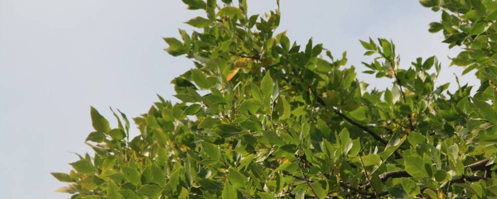 
            Фотография Магистрального