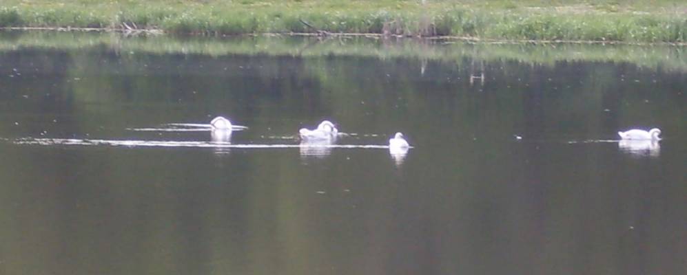 
            Фотография Дибровки