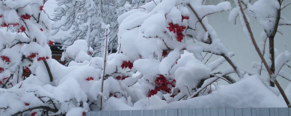 
            Фотография Шимковцев