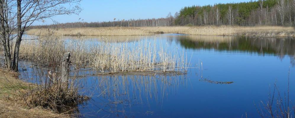 Фотография Грибного