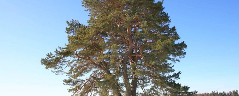 
            Фотография Виреши