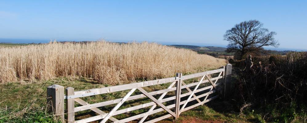 
            Фотография Уиллитона