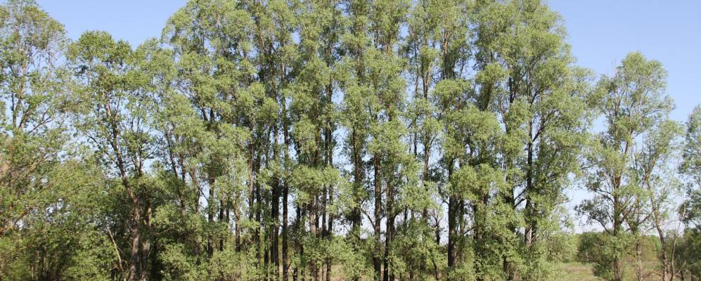 Фотография Деркачовки