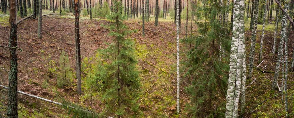 
            Фотография Залесного