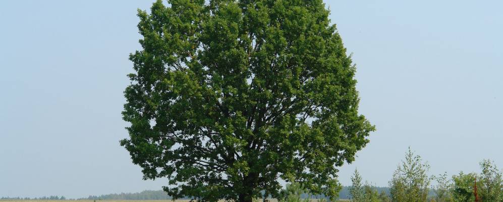 Фотография Малиновки