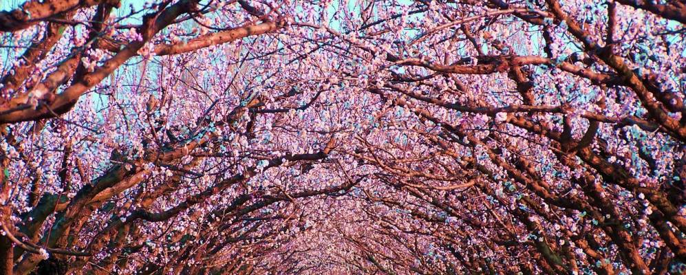 
            Фотография Морьер-лез-Авиньон