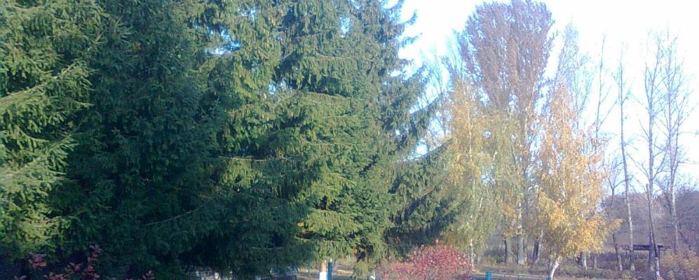 
            Фотография Луга