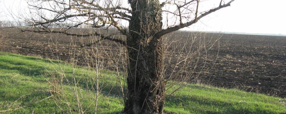 
            Фотография Березноватки