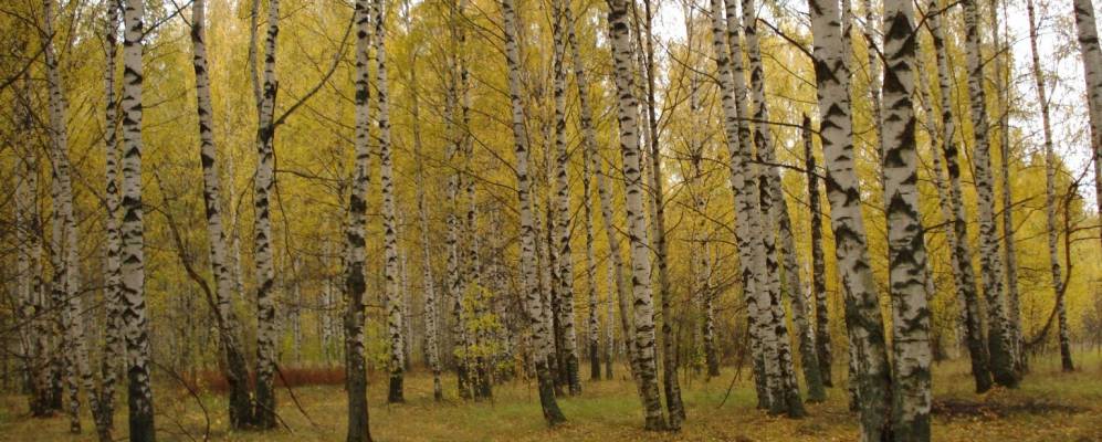 
            Фотография Журелейки