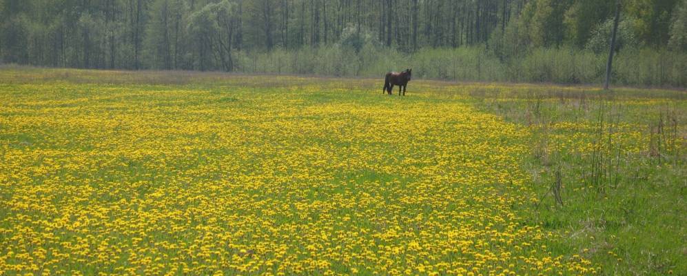 Фотография Дашинки