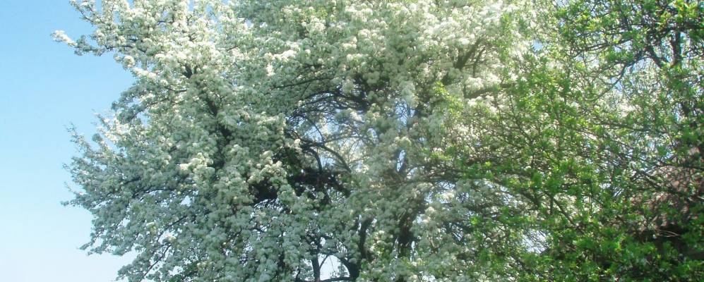 
            Фотография Дымерки