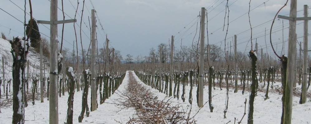 
            Фотография Рингсхайма