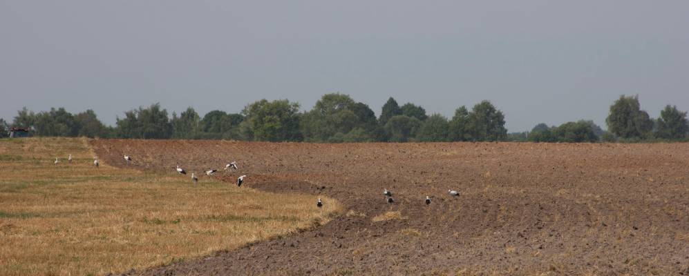 
            Фотография Мошково