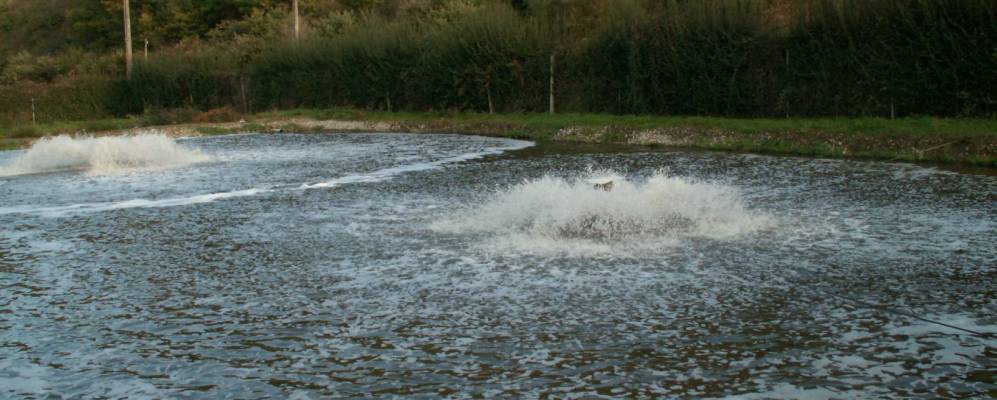 
            Фотография Шанзо