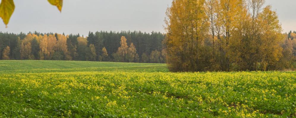 
            Фотография Арпы