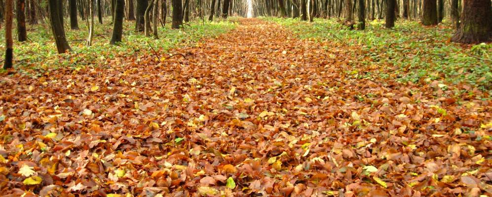 
            Фотография Саджовки