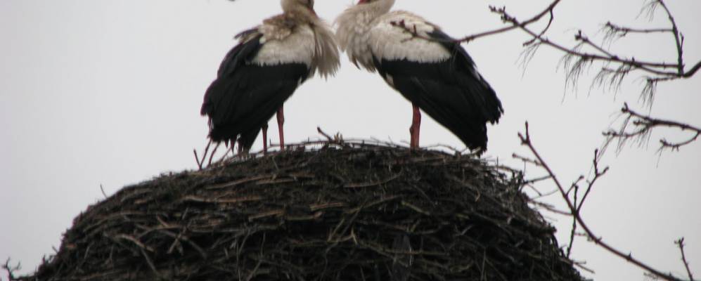 
            Фотография Бучалы