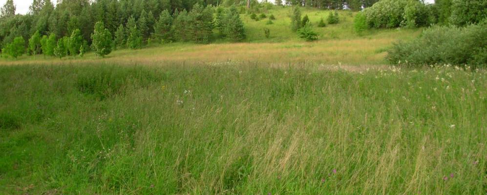 
            Фотография Меэгасте