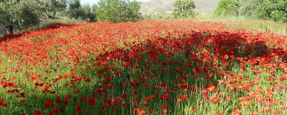 
            Фотография Сухара