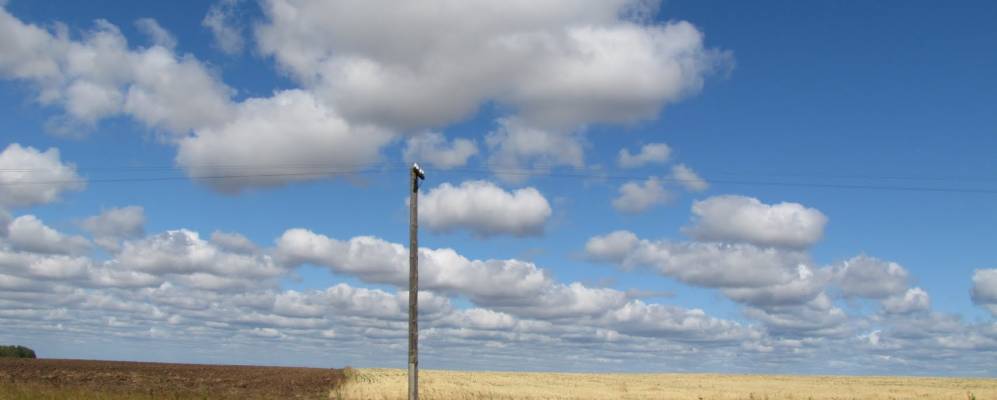 Фотография Ершей