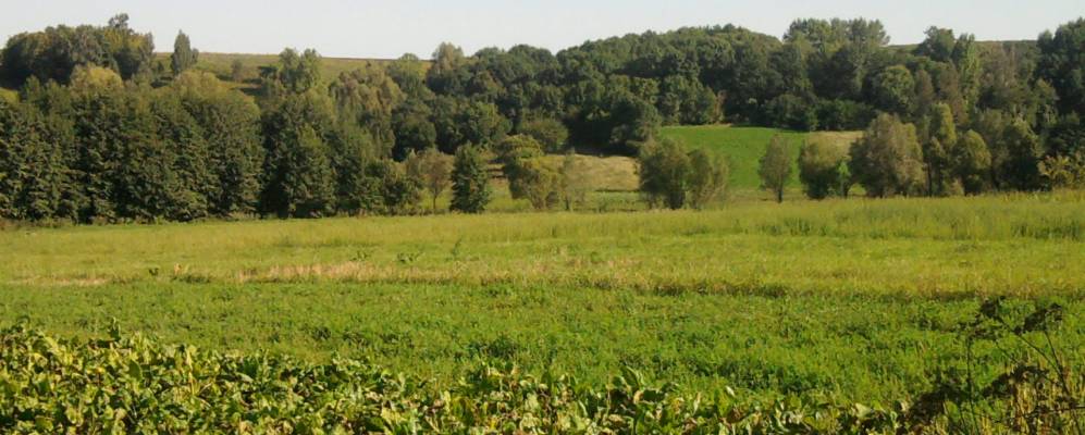 
            Фотография Кучковки