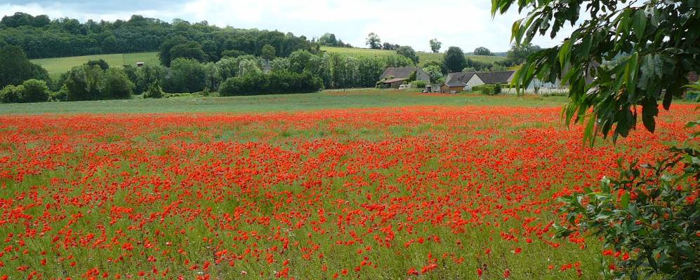 
            Фотография Эрме