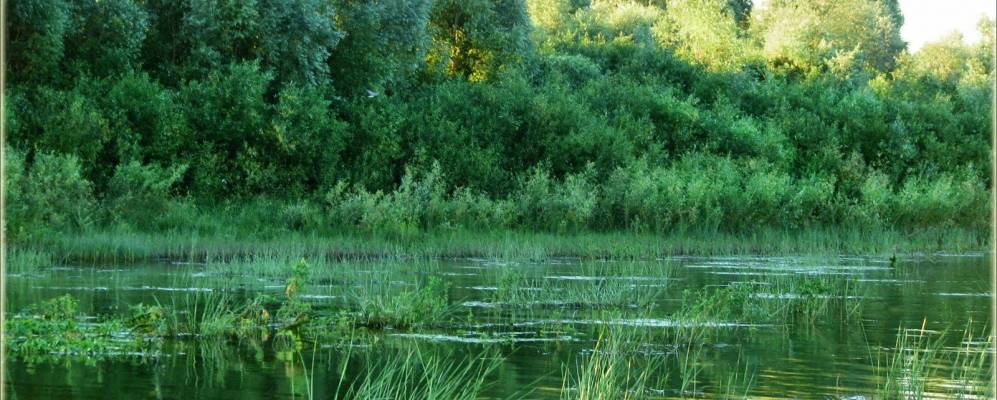 
            Фотография Охлопково