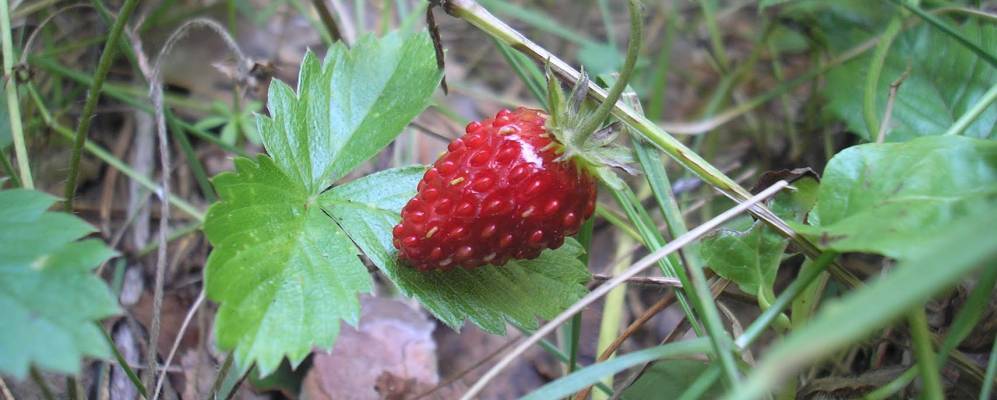 Фотография Кочегаров