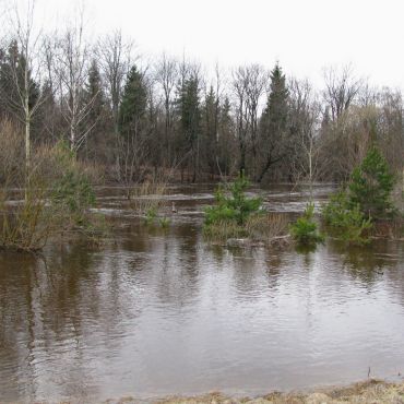 Сосновая Наспа