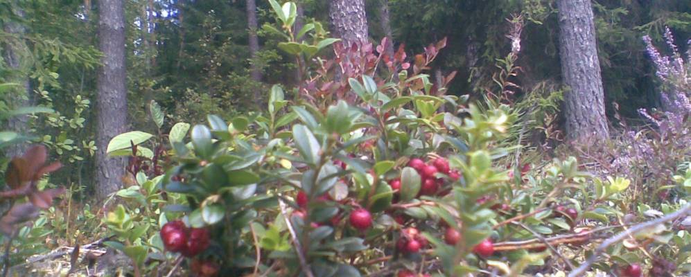 
            Фотография Ольгово